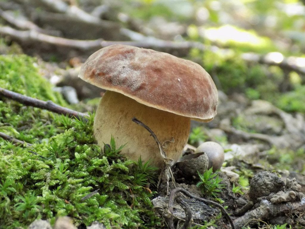 Aby sa hubárska sezóna neskončila nepríjemnosťami, oplatí sa dodržiavať niekoľko zásad.