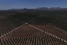Pohľad z dronu na plantáž olív. FOTO: REUTERS