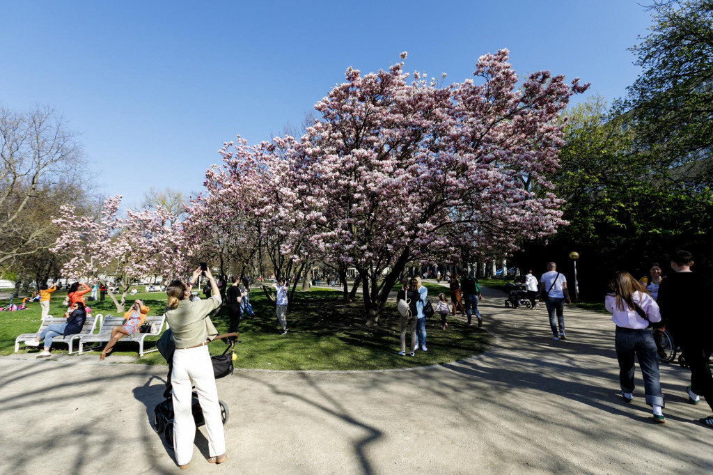 Na snímke rozkvitnuté magnólie v Medickej záhrade v Bratislave. FOTO: TASR/Dano Veselský