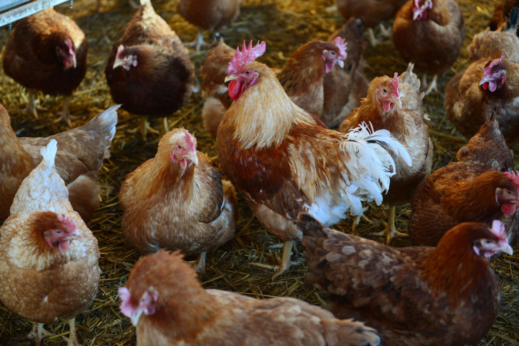 Kuracie mäso dnes dražie pre situáciu u našich severných susedov. FOTO: TASR/M. Kapusta