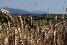 Na snímke obilie počas žatvy pri obci Liptovská Štiavnica. FOTO: TASR/Lenka Hanesová