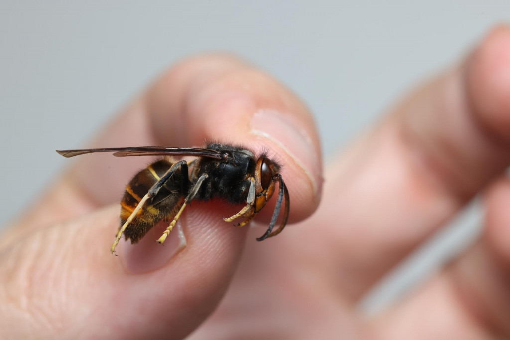 Najväčšia ich hrozba je v ohrození biodiverzity a pôvodných ekosystémov, pretože sa stávajú novým výrazným predátorom lietajúceho hmyzu. Aj iných druhov včiel, motýľov a podobného hmyzu.

FOTO: Shutterstock