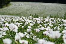 Rozkvitnuté makové pole. FOTO: Pixabay.com