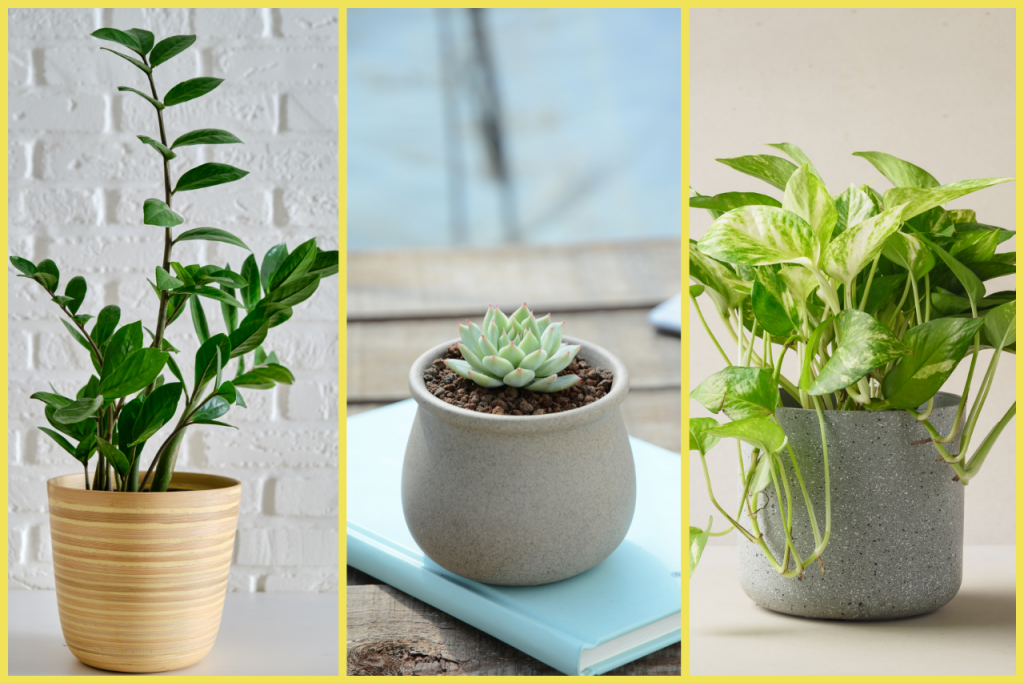 Toto je 5 nenáročných izbových rastlín