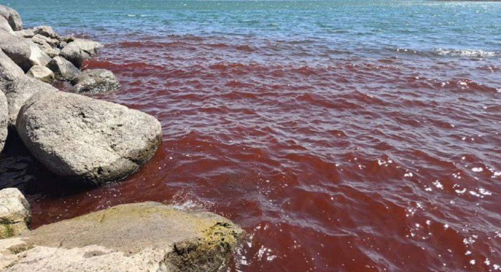 Jazero, po ktorom kráčal Ježiš, sa sfarbilo do krvava