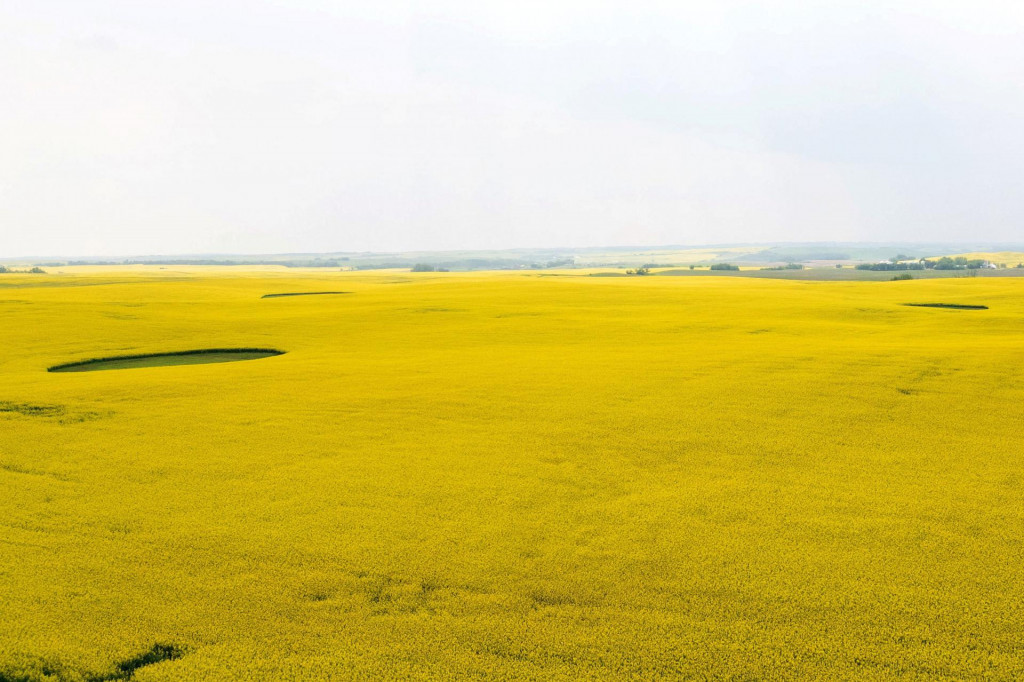 Č&iacute;nske &uacute;rady začali vy&scaron;etrovať dod&aacute;vky kanadskej repky olejnej vlani v septembri a ministerstvo obchodu v utorok uviedlo, že podľa predbežn&yacute;ch zisten&iacute; dovoz z Kanady sp&ocirc;sobil č&iacute;nskemu dom&aacute;cemu priemyslu &bdquo;značn&eacute; &scaron;kody&ldquo;. FOTO: REUTERS