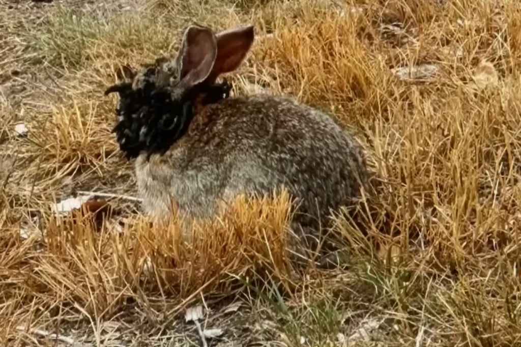 Prípad Shopeho vírusu papilomatózy králikov v americkom štáte Colorado. FOTO: YouTube/NBC News