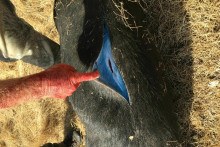 Modré mäso v diviakovi