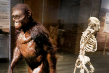 Hominid fosília Lucy.