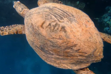 Pravdepodobne Čech vyryl chránenej korytnačke svoje meno na pancier.