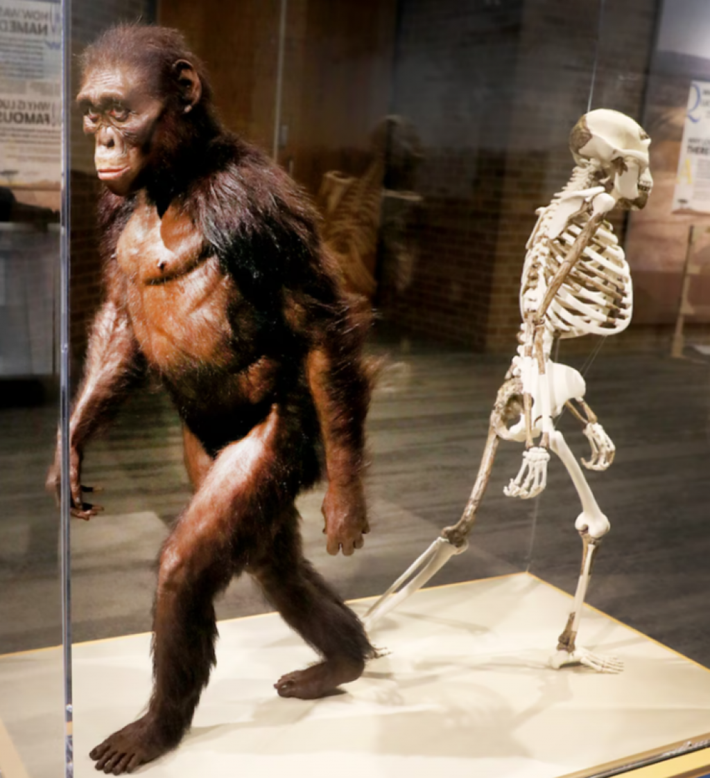 Hominid fosília Lucy.