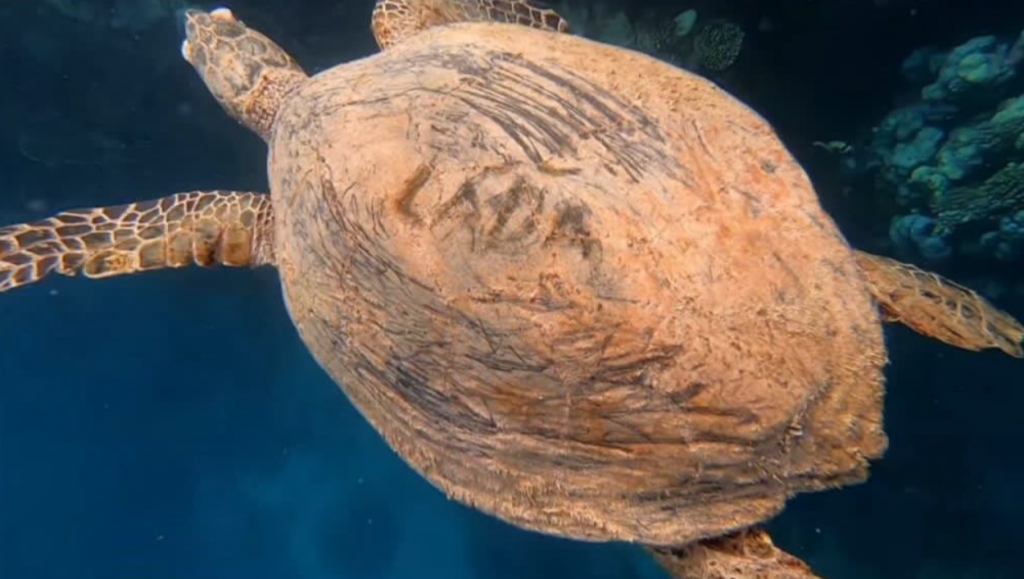 Pravdepodobne Čech vyryl chránenej korytnačke svoje meno na pancier.