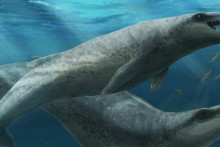 Janjucetus dullardi - mláďa a matka