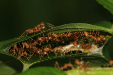 weaver ants