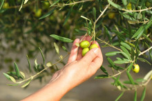 Po dvoch veľmi zlých rokoch došlo pri produkcii k otočke.