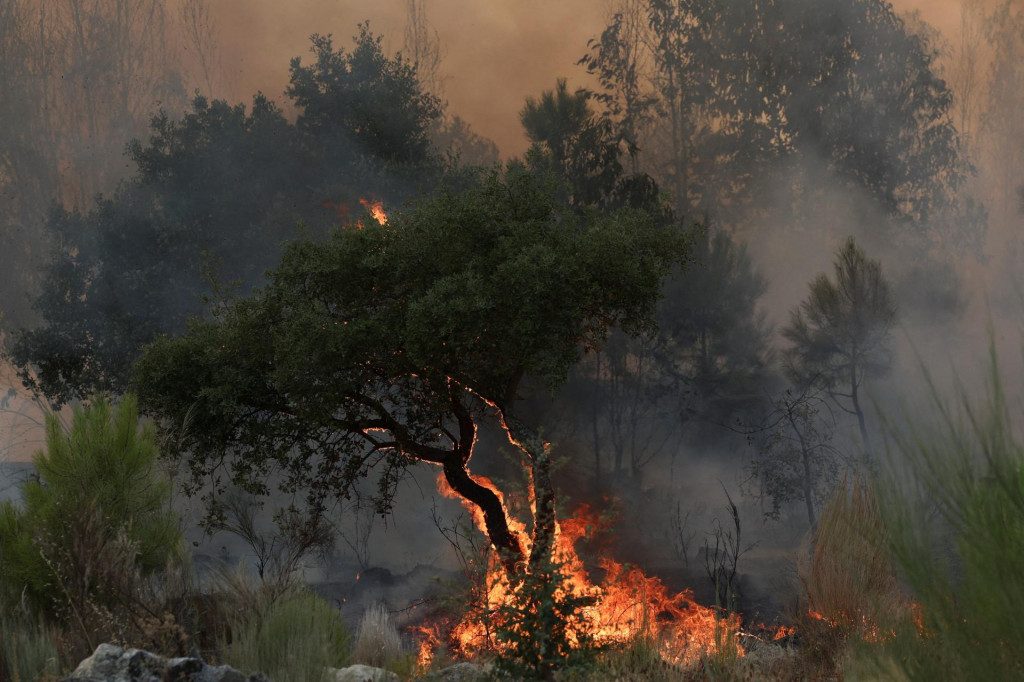 Podľa Európskeho informačného systému o lesných požiaroch tento rok v Portugalsku vyhorelo už približne 278-tisíc hektárov lesov. FOTO: REUTERS
