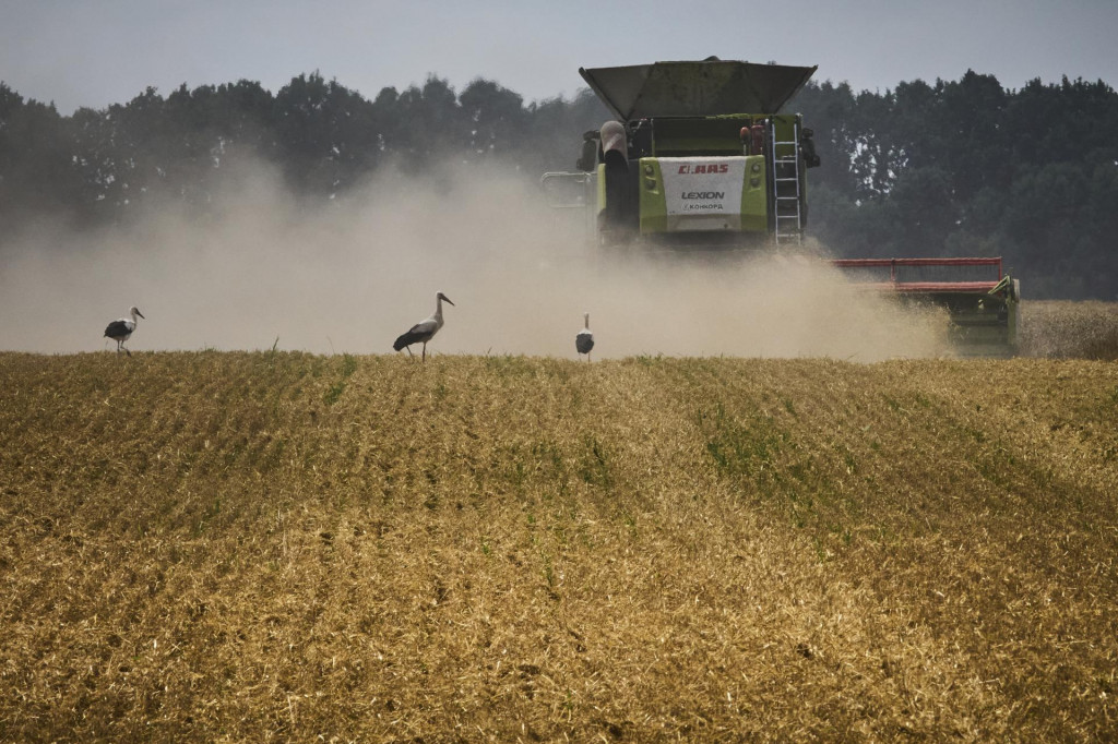 Bociany sa kŕmia na poli počas žatvy pšenice v Kyjevskej oblasti. FOTO: TASR/AP