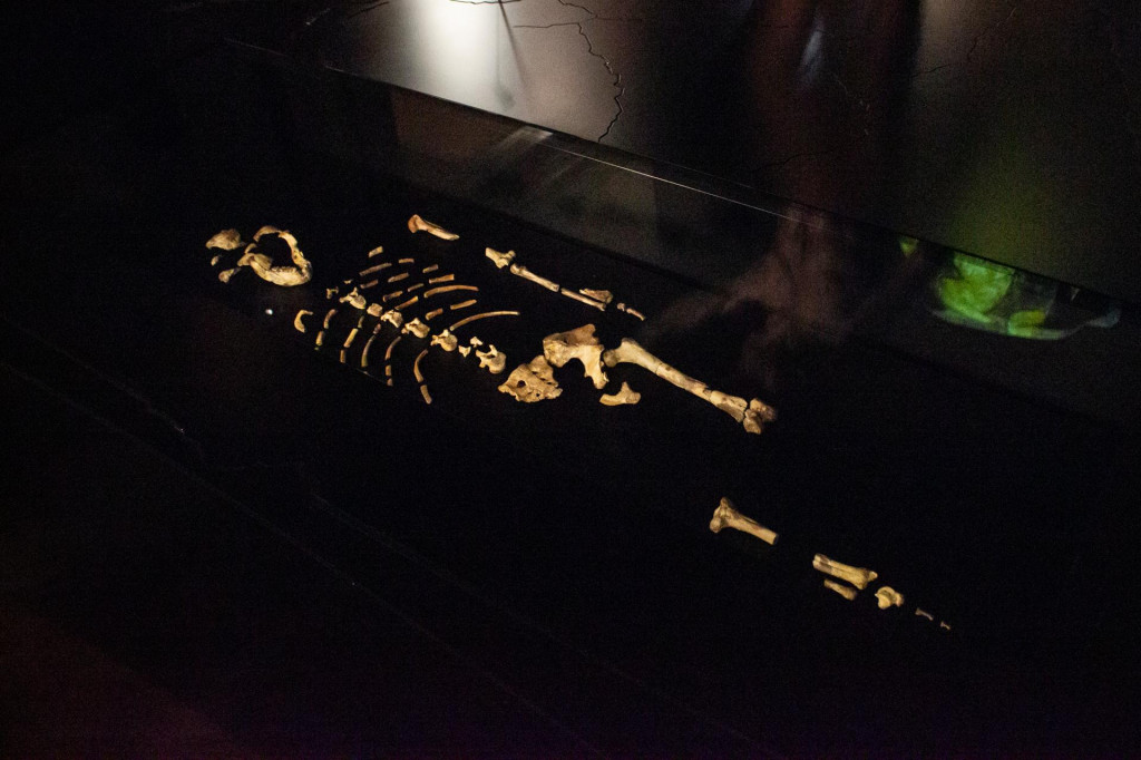 Na snímke originály kostrových pozostatkov australopiteka Lucy, ktoré sú dočasne súčasťou expozície Ľudia a ich predkovia v Národnom múzeu v Prahe. FOTO: TASR/AP
