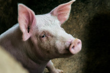 Vedci v Číne transplantovali pľúca geneticky upravenej svine do človeka
