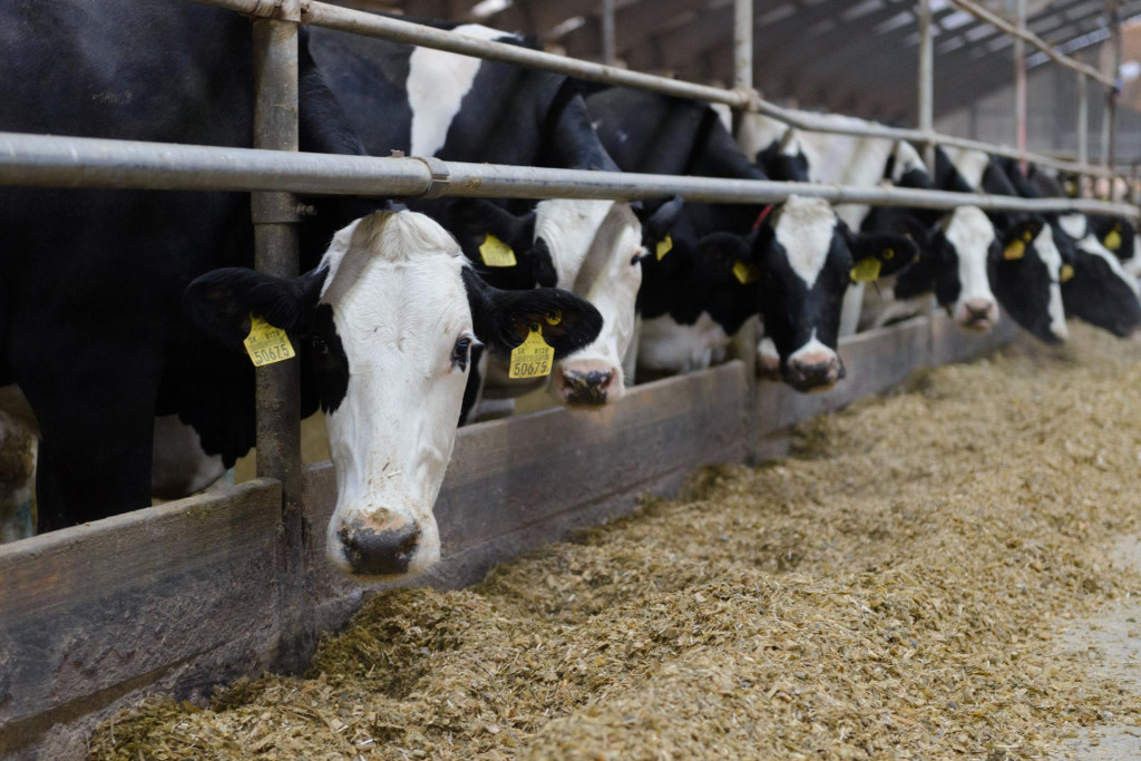 Farmári sa do obnovy chovov po slintačke a krívačke pustia už čoskoro. Proces spomalilo leto. FOTO: TASR