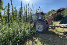 Na snímke zber chmeľu v Poľnohospodárskom družstve Vlára Nemšová, ktoré je jediným pestovateľom chmeľu na Slovensku. FOTO: TASR/Alexandra Moštková