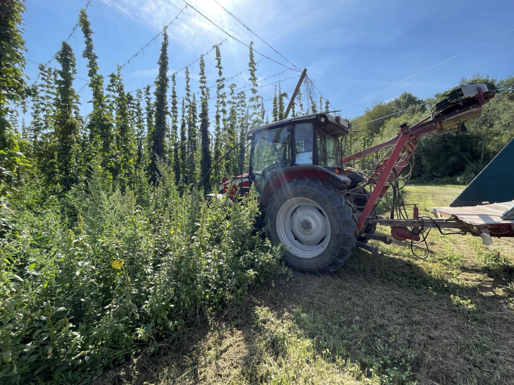 Na snímke zber chmeľu v Poľnohospodárskom družstve Vlára Nemšová, ktoré je jediným pestovateľom chmeľu na Slovensku. FOTO: TASR/Alexandra Moštková
