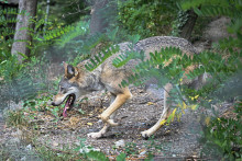 Ochranári kritizujú envirorezort a Štátnu ochranu prírody, ktoré sa opäť nepostavili na stranu vlka. Jeho lov považujú za zlé, neodborné a politicky motivované rozhodnutie. FOTO: TASR/Pavel Neubauer