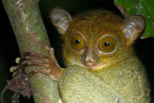 Bornean Tarsier