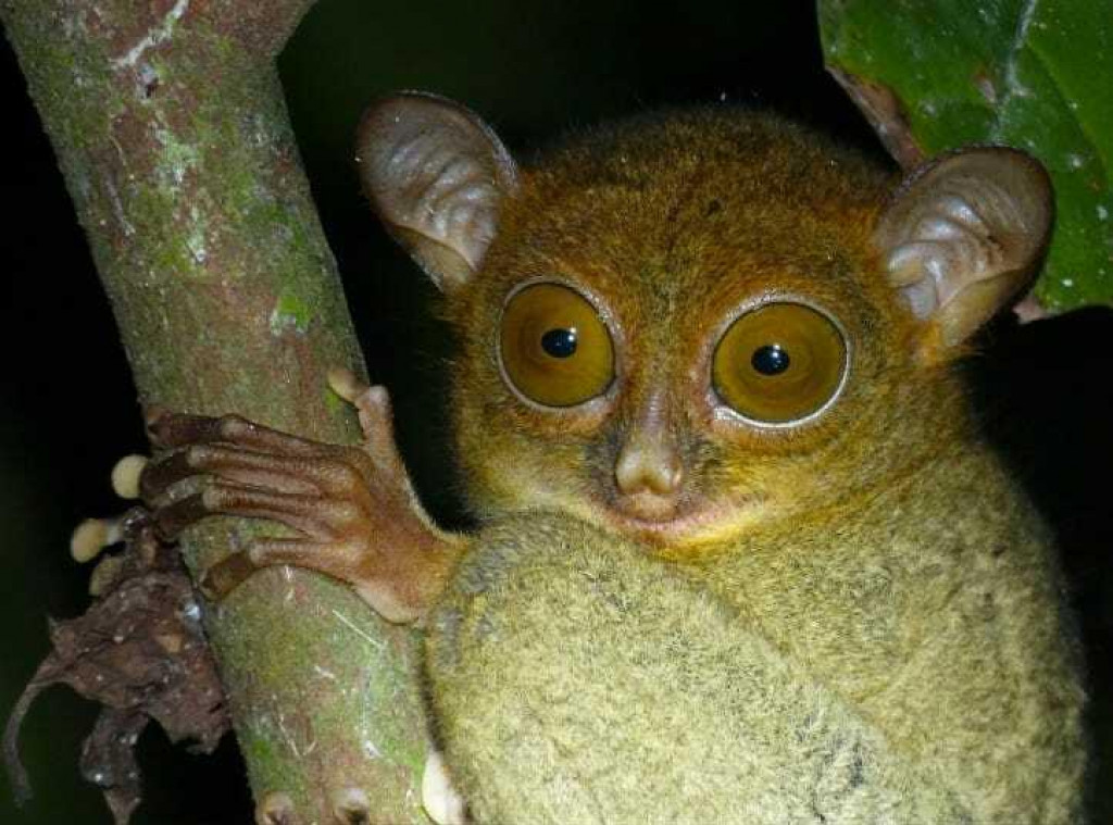 Bornean Tarsier