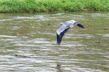 Volavka lieta ponad znečistený Hron po nočnom daždi vo Zvolene. FOTO: TASR/Ján Krošlák