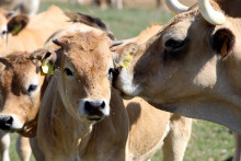 Na snímke kravy sa pasú na lúke pri obci Devičie v okrese Krupina 27. augusta 2025. FOTO TASR - Ján Krošlák *** Local Caption *** profil