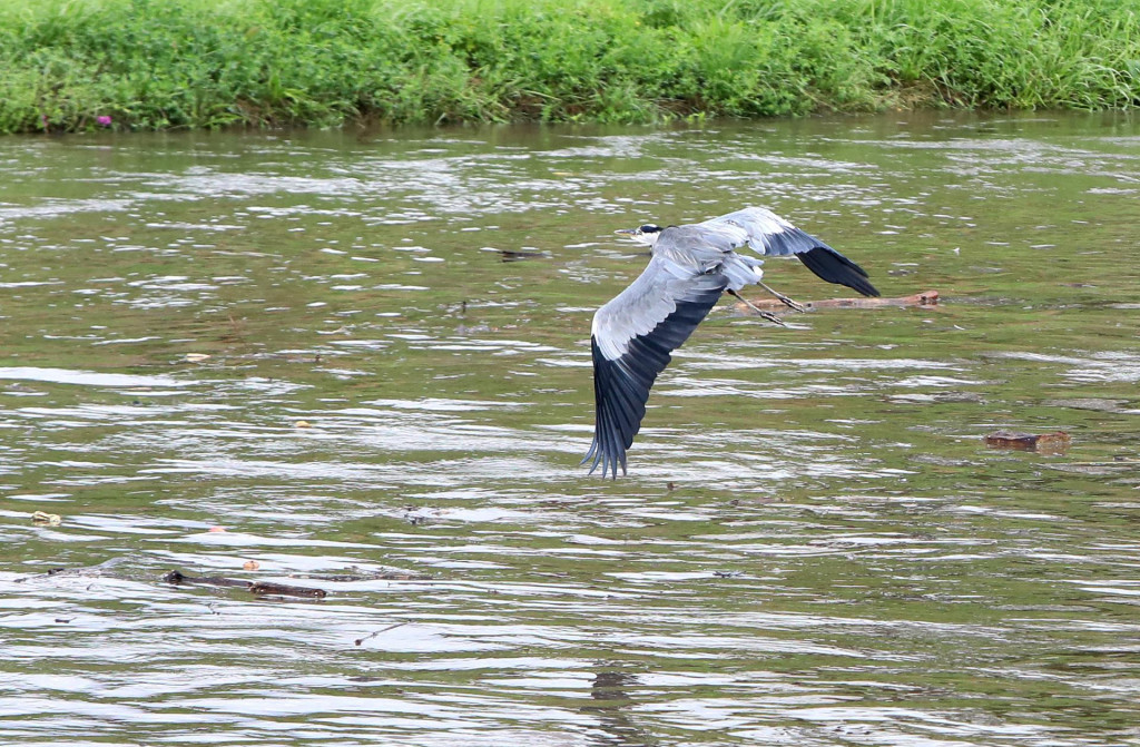 Volavka lieta ponad znečistený Hron po nočnom daždi vo Zvolene. FOTO: TASR/Ján Krošlák