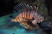 V posledných rokoch bolo Stredozemné more tvrdo zasiahnuté mnohými inváznymi druhmi.