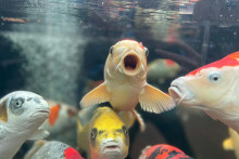 Prsty máme vďaka génom pôvodne určeným na rybie zadky, zistili vedci