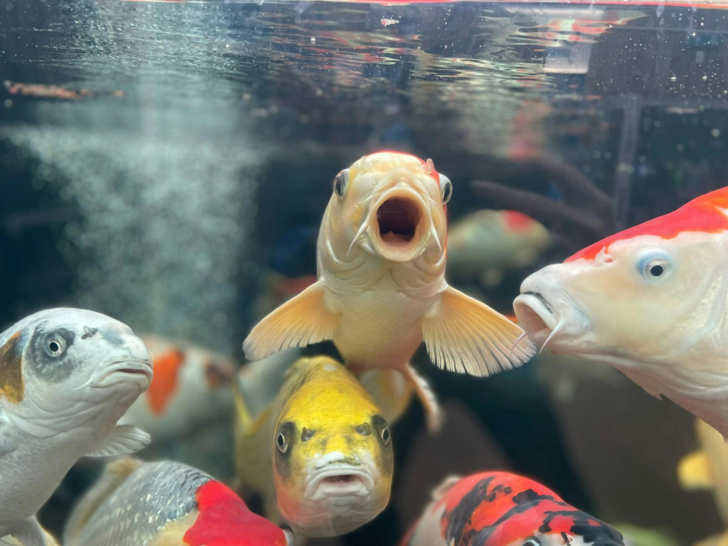 Prsty máme vďaka génom pôvodne určeným na rybie zadky, zistili vedci