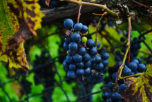 Epicentrá nebezpečnej choroby sa nachádzajú v šiestich okresoch.