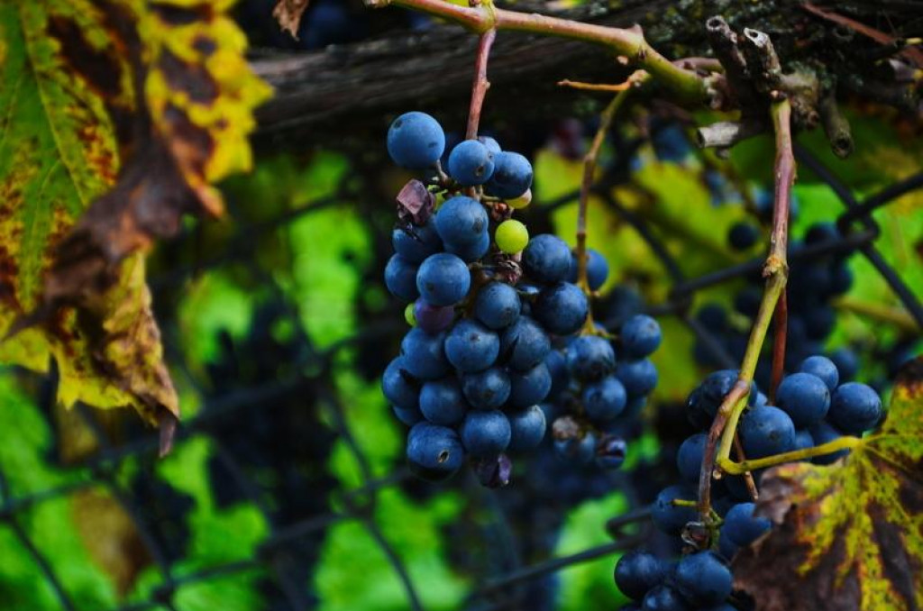 Epicentrá nebezpečnej choroby sa nachádzajú v šiestich okresoch.