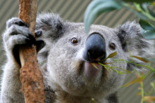Koala na snímke z roku 2008 prežúva listy eukalyptu v Sydney.