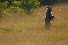 Ilustračná snímka. FOTO: Voyo