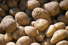 Na archívnej snímke zemiaky v nemeckom meste Haidlfing. Európska komisia v stredu 24. septembra 2025 oznámila, že podľa najnovšej správy o obchode s agropotravinárskymi výrobkami, za jún 2025, obchod s agropotravinárskymi výrobkami EÚ zostal silný a prebytok dosiahol 3,8 miliardy eur. FOTO: TASR/DPA