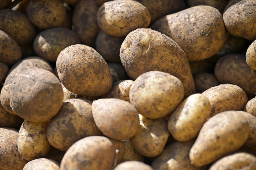 Na archívnej snímke zemiaky v nemeckom meste Haidlfing. Európska komisia v stredu 24. septembra 2025 oznámila, že podľa najnovšej správy o obchode s agropotravinárskymi výrobkami, za jún 2025, obchod s agropotravinárskymi výrobkami EÚ zostal silný a prebytok dosiahol 3,8 miliardy eur. FOTO: TASR/DPA