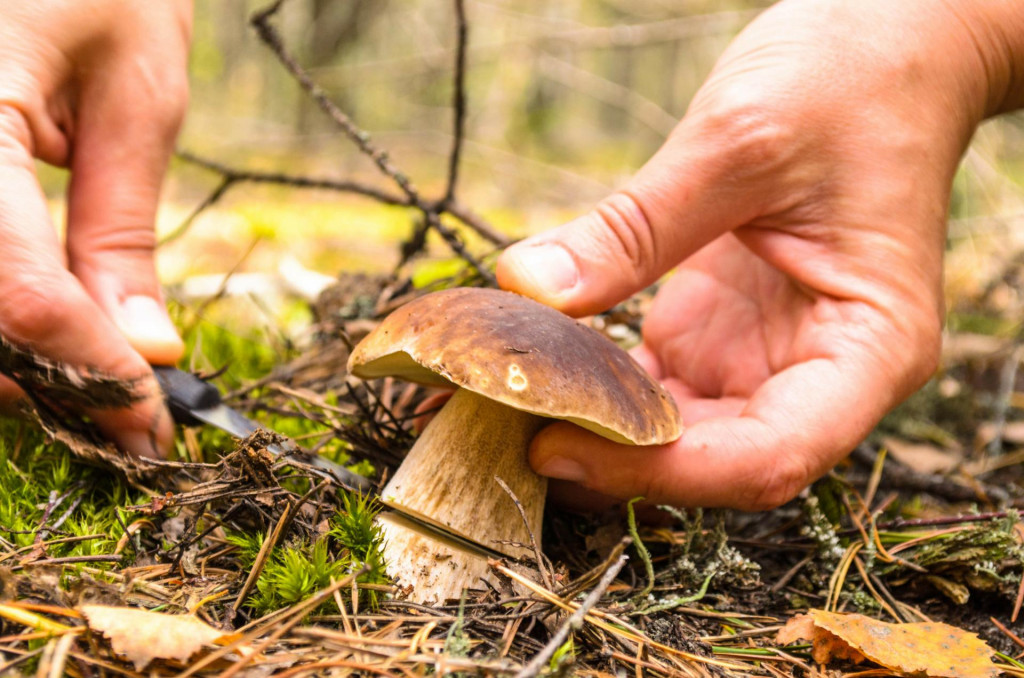 Dajú sa huby „vyzbierať”?

FOTO: Shutterstock