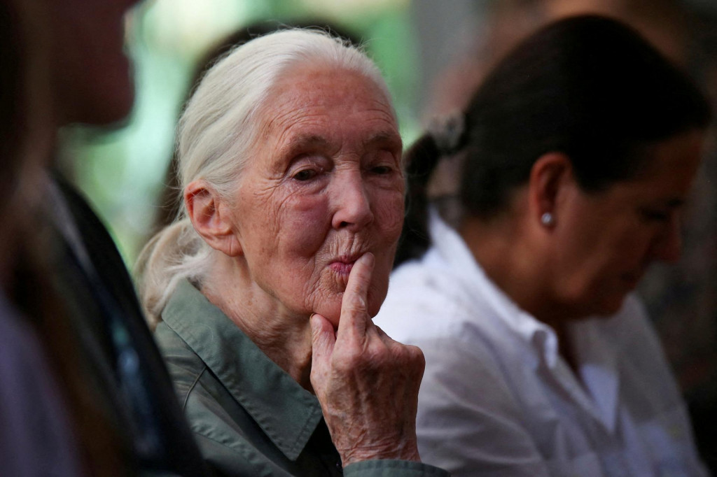 Renomovaná britská biologička Jane Goodallová. FOTO: Reuters