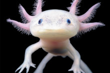 Axolotl