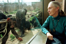 Jane Goodallová na archívnej snímke pozoruje časť 25-člennej kolónie šimpanzov v zoologickej záhrade Taronga v Sydney.