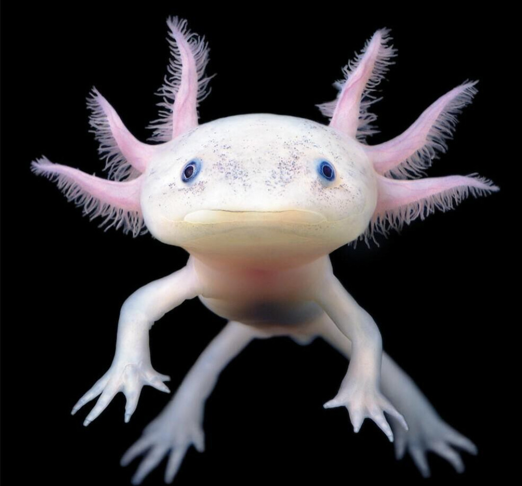 Axolotl