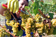 Ilustračná snímka.
FOTO: TASR/ R. Hanc