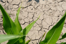 Na ilustračnej snímke popraskaná pôda vplyvom extrémnych horúčav v okrese Košice.