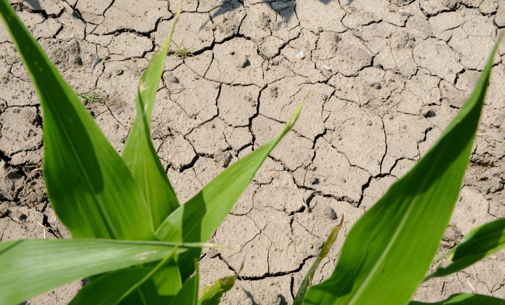 Na ilustračnej snímke popraskaná pôda vplyvom extrémnych horúčav v okrese Košice.