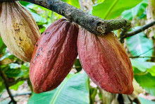 Kubánske kakao nad zlato - limitovaná investičná príležitosť